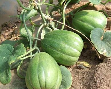 吃瓜最怕吃到身上,如何避免“瓜汁”溅身